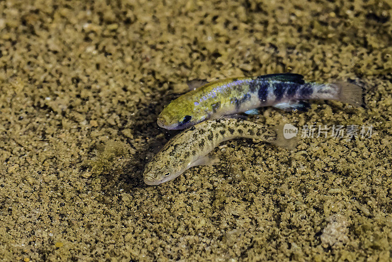 死亡谷pupfish (Cyprinodon salinus)，也被称为盐溪pupfish，发现于死亡谷国家公园。雄性和雌性交配。加州。